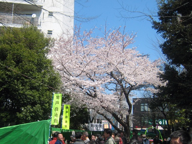 2012年4月 せいせき桜まつり