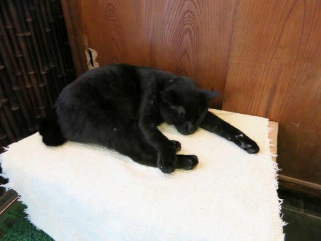 キャッシャー前の黒猫は昼寝中