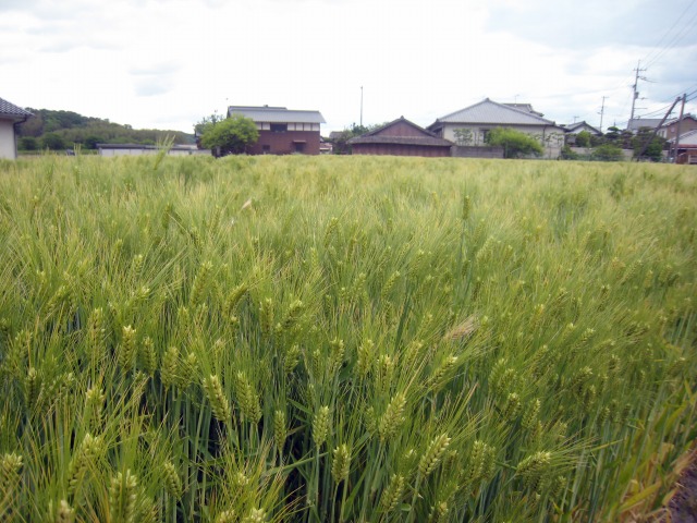 綾川町の麦畑 収穫間近